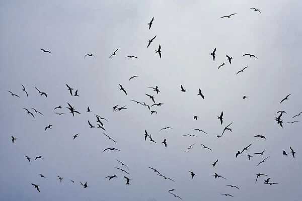 Large flock off Ascension Frigatebirds flying, Fregata aquila, Ascension Island