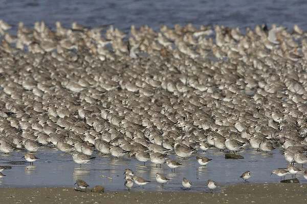 Large flock of Red Knots, Calidris canutus, Netherlands