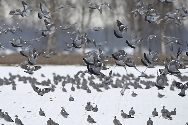A large flock of Woodpigeons feeding in the snow on a arable field, Netherlands