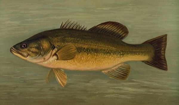 The Large-Mouthed Black Bass, Micropterus salmoides, Harris, William C. (William Charles)