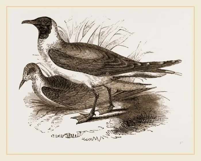 Framed Print : Laughing Gulls Print by Librifly Framed Print : Laughing Gulls Print by Librifly