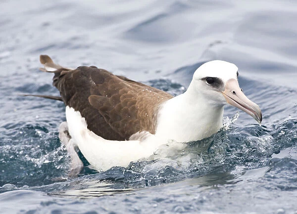 Laysan Albatross, Phoebastria immutabilis
