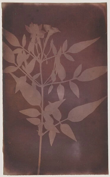 Leaves Jasmine William Henry Fox Talbot English