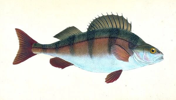 Lesser Lamprey, Petromyzon fluvialitis, 1804, British fishes, Donovan, E. (Edward)