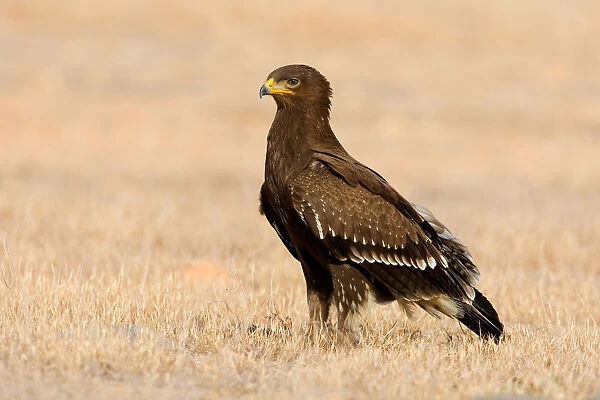 Lesser Spotted Eagle perched on the ground, Clanga pomarina, Oman