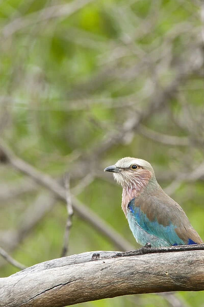 Lilac-breasted Roller, Coracias caudatus, South Africa