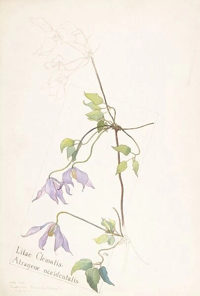 Lilac Clematis Atragene occidentalis July 1909