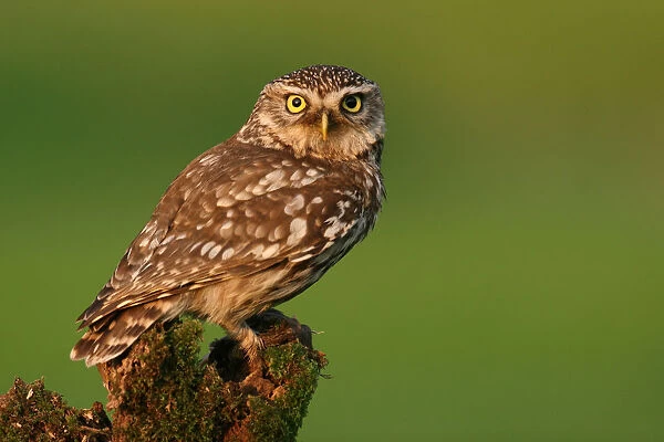 Little Owl, Athene noctua