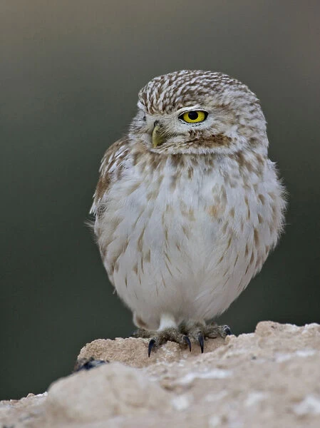 Little Owl perched, Athene noctua