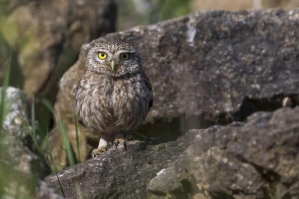 Little Owl perched on a stone, Athene noctus, Athene noctua, Italy
