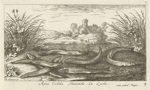 Loaches on a river bank, Albert Flamen, 1664