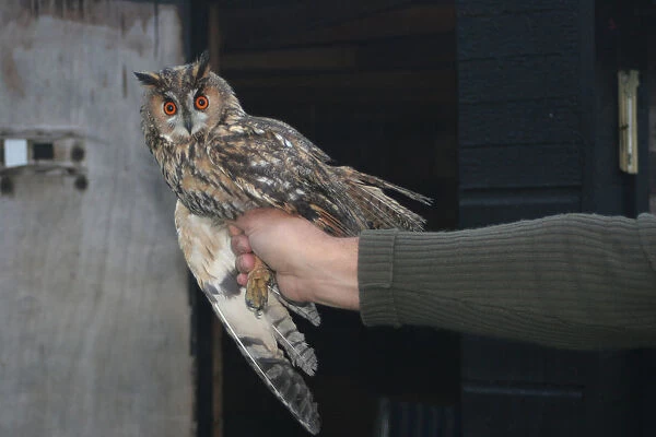 Long-eared Owl held in hand, Asio otus