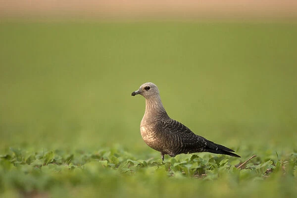 Long-tailed Skua perched in field, Germany