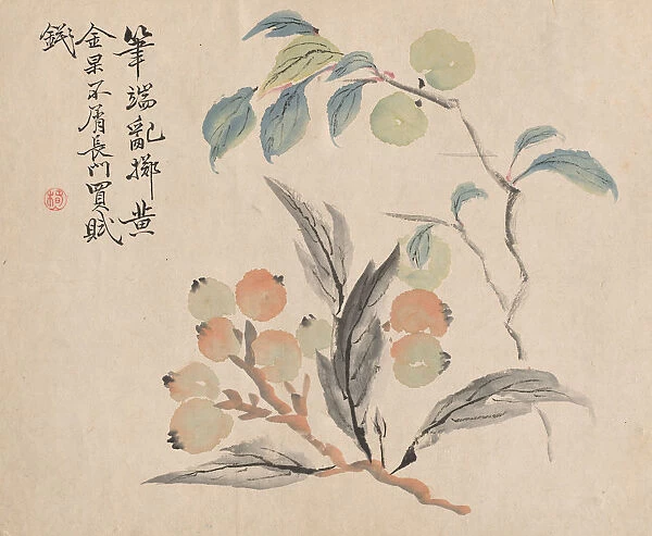 Loquat Tree Japan Tsubaki Chinzan Japanese 1801-1854