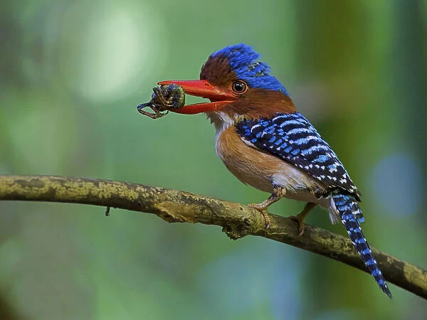 Male Banded Kingfisher on branch with prey, Lacedo pulchella