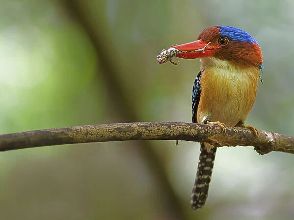 Male Banded Kingfisher on branch with prey, Lacedo pulchella