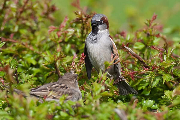 Male House Sparrow displaying in a hedge, Passer domesticus