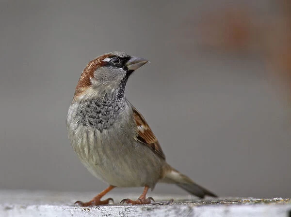 Male House Sparrow, Passer domesticus