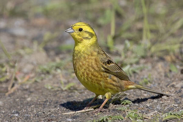 Male Yellowhammer perched on the ground, Emberiza citrinella, Finland