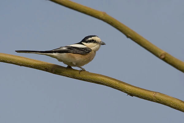 Masked Shrike perched on a branch, Lanius nubicus, Egypt