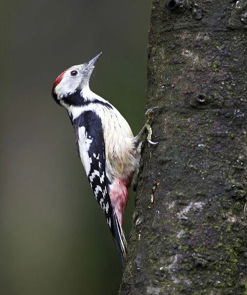 Middle Spotted Woodpecker female perched on tree trunk, Dendrocoptes medius, Netherlands