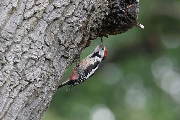 Middle Spotted Woodpecker foraging on tree, Dendrocoptes medius
