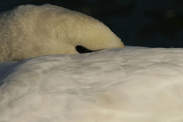 Mute Swan resting with head tucked into feathers Netherlands, Cygnus olor