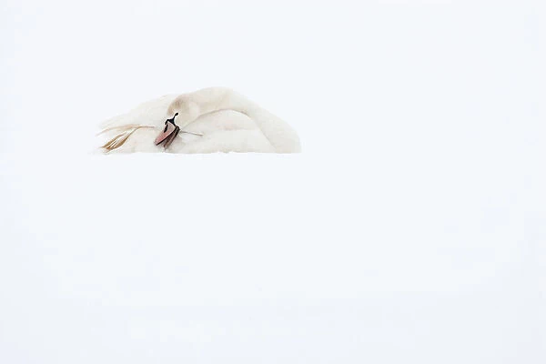 Mute Swan in snow field, Cygnus olor