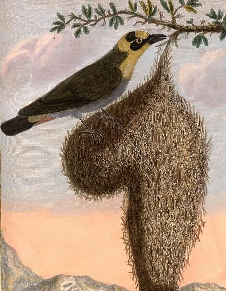 nelicourvi Madagascar weaver bird got name conspicuous nest building