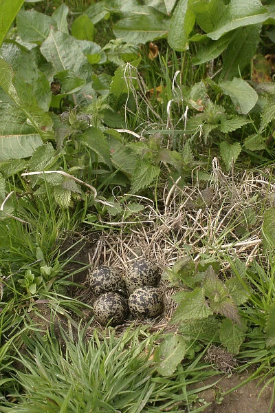 Nest with eggs of Northern Lapwing, Vanellus vanellus