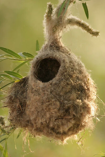 Nest of Penduline Tit (Remiz pendulinus) Poland