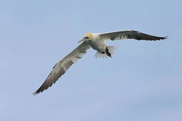 Northern Gannet in flight, Morus bassanus, Italy