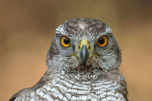 northern goshawk with blood onder his beak and on his chest, Netherlands