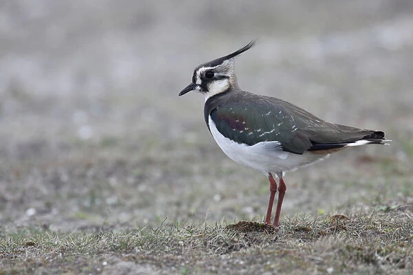 Northern Lapwing in a field, Vanellus vanellus