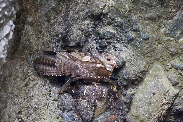 Oilbirds on a nest, Steatornis caripensis
