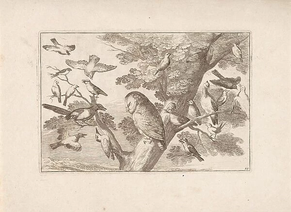 Owl and other birds in a tree, print maker: Pieter Schenk I attributed to, Francis Barlow