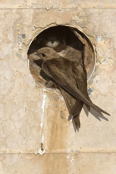 Pallid Swift perched at nest entrance, Apus pallidus, Italy