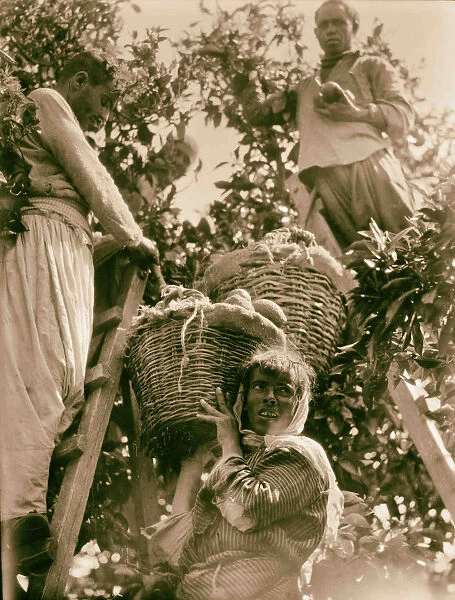 People tree picking fruit 1936 Israel Lachish