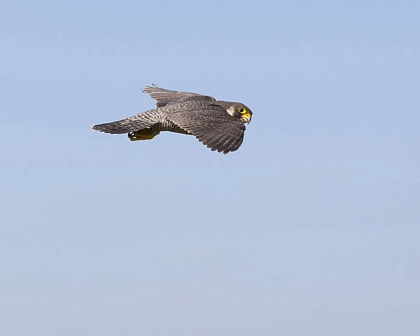 Peregrine Falcon in flight, Falco peregrinus, Netherlands