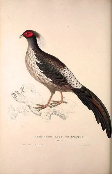 Phasianus Albo-Cristatus, Pheasant. Birds from the Himalaya Mountains, engraving