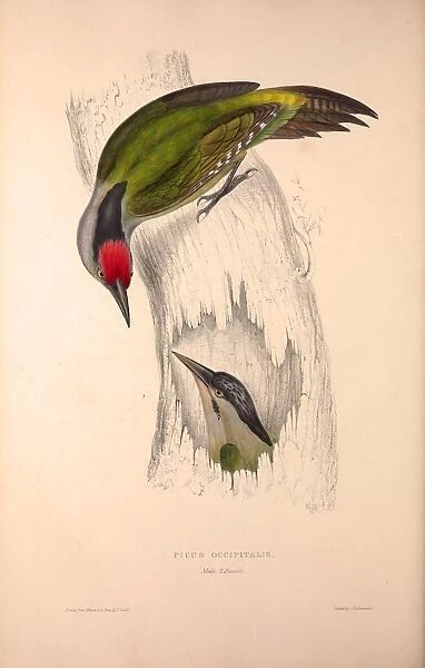 Picus Occipitalis. Birds from the Himalaya Mountains, engraving 1831 by Elizabeth Gould