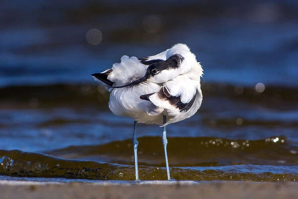 Pied Avocet in water, Recurvirostra avosetta