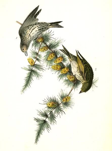 Pine Linnet. 1. Male. 2. Female. (Black Larch), Audubon, John James, 1785-1851