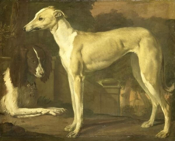 Portrait Greyhound Spaniel standing greyhound dog