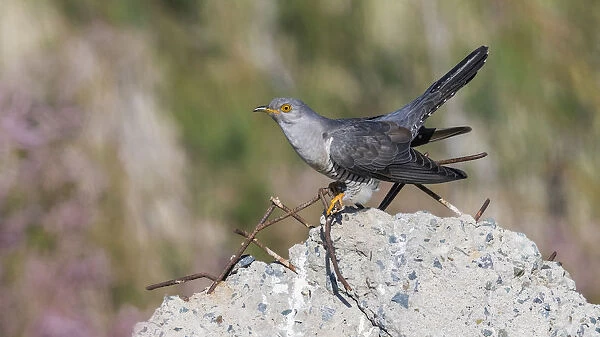 Probable male Eastern Common Cuckoo perched on a stone in Atyrau, Kazakhstan May 30, 2017, Cuculus canorus