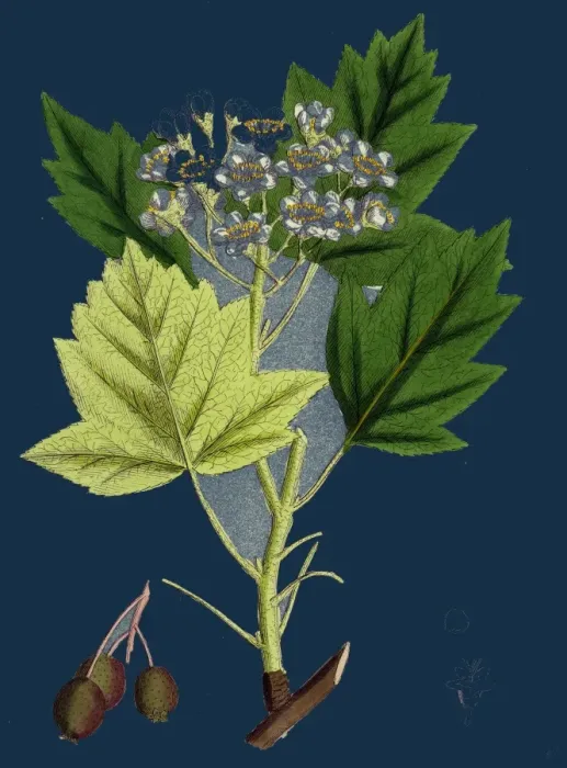 Framed Print : Wild Service-tree Print - Pyrus torminalis Framed Print : Wild Service-tree Print - Pyrus torminalis