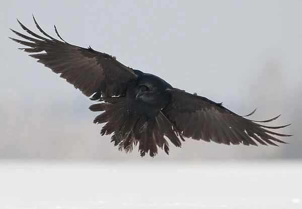 Raven in flight, Poland