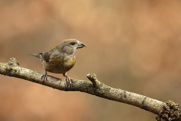 Red Crossbill female sitting on pearch, Loxia curvirostra, Netherlands