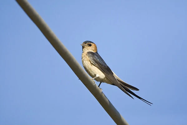 Red-rumped Swallow perched on a wire, Cecropis daurica