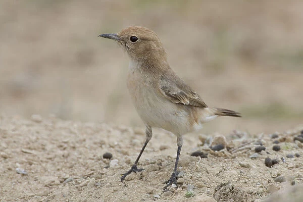 Red-rumped Wheatear female on the ground, Oenanthe moesta